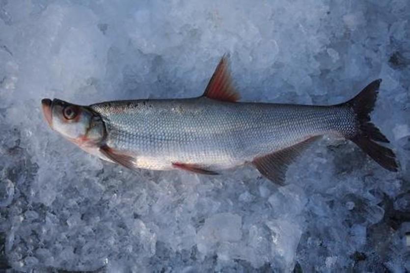 翘嘴鱼和白条鱼的区别图片（翘嘴鱼和白条鱼哪个营养丰富）